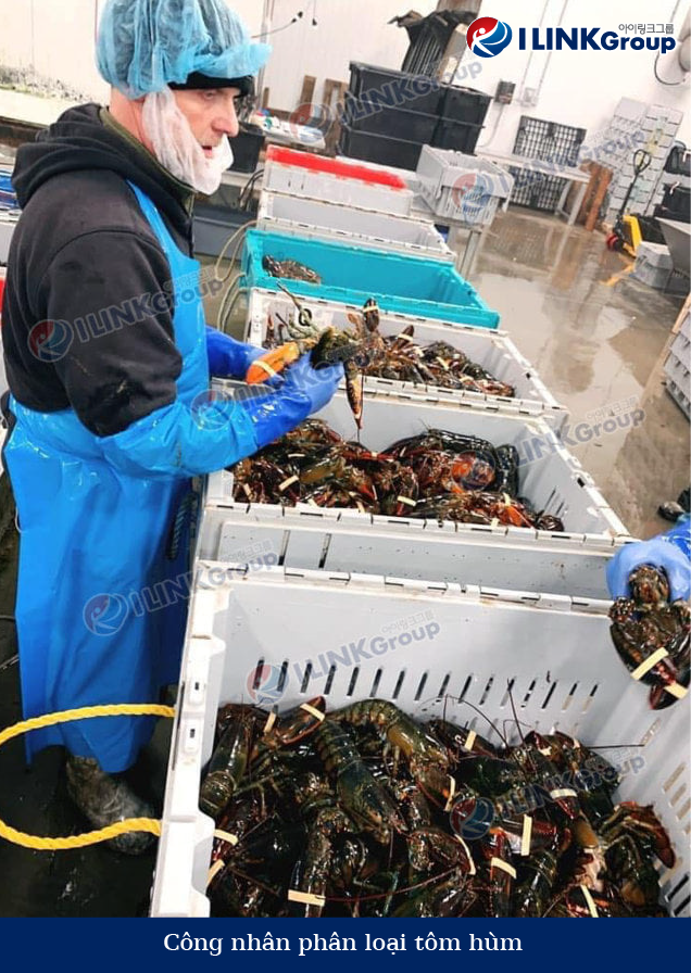 Công nhân định cư AIPP ngành Seafood đang phân loại tôm hùm